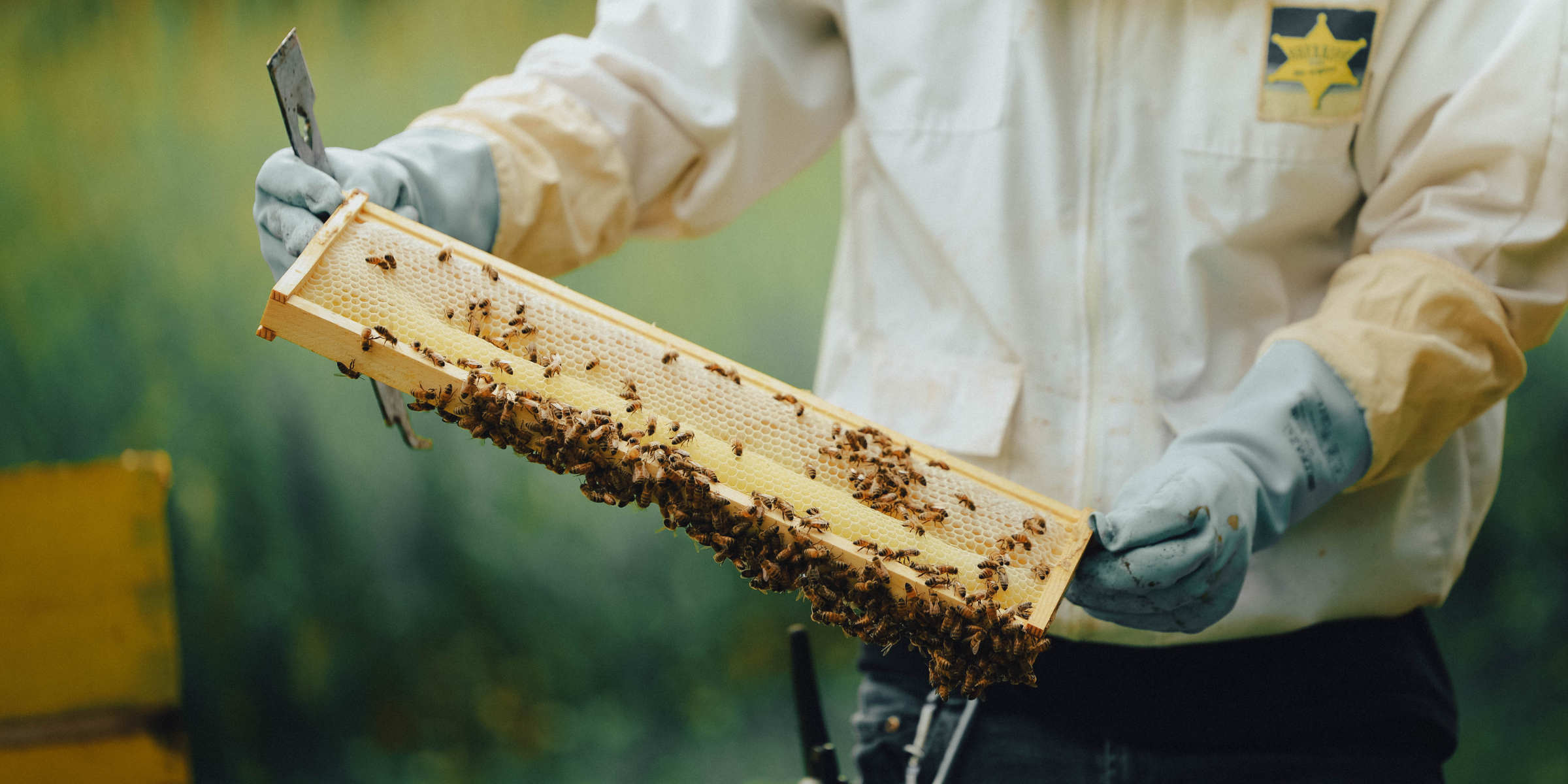 abeilles_ruches_projet_familial_permaculture_miel_naturel