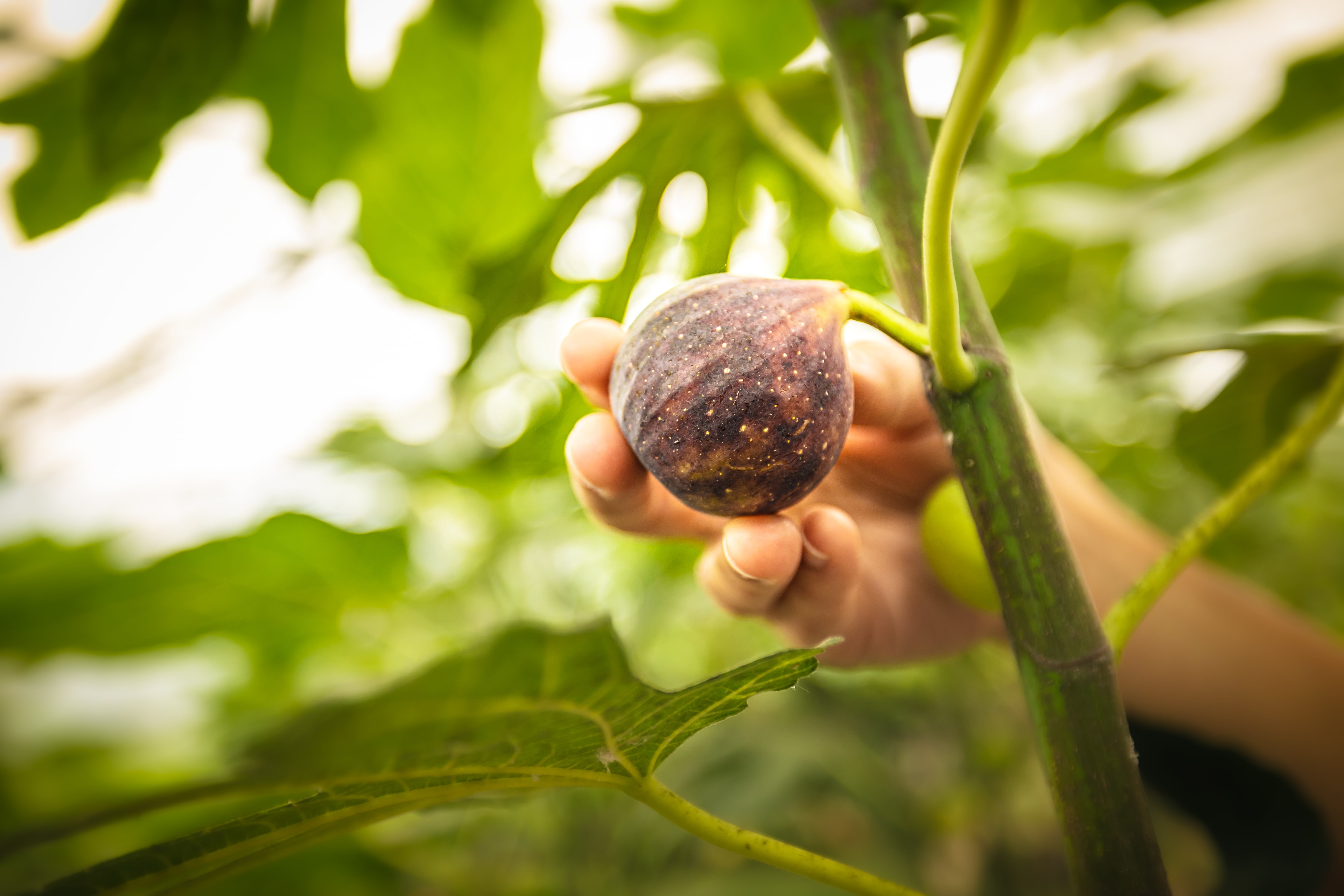 photo-de-pres-variete-de-figues-fraiches-biologiques-attachees-a-un-figuier-main-tenant-la-figue-la-vallee-du-moulin-merbourne-quebec