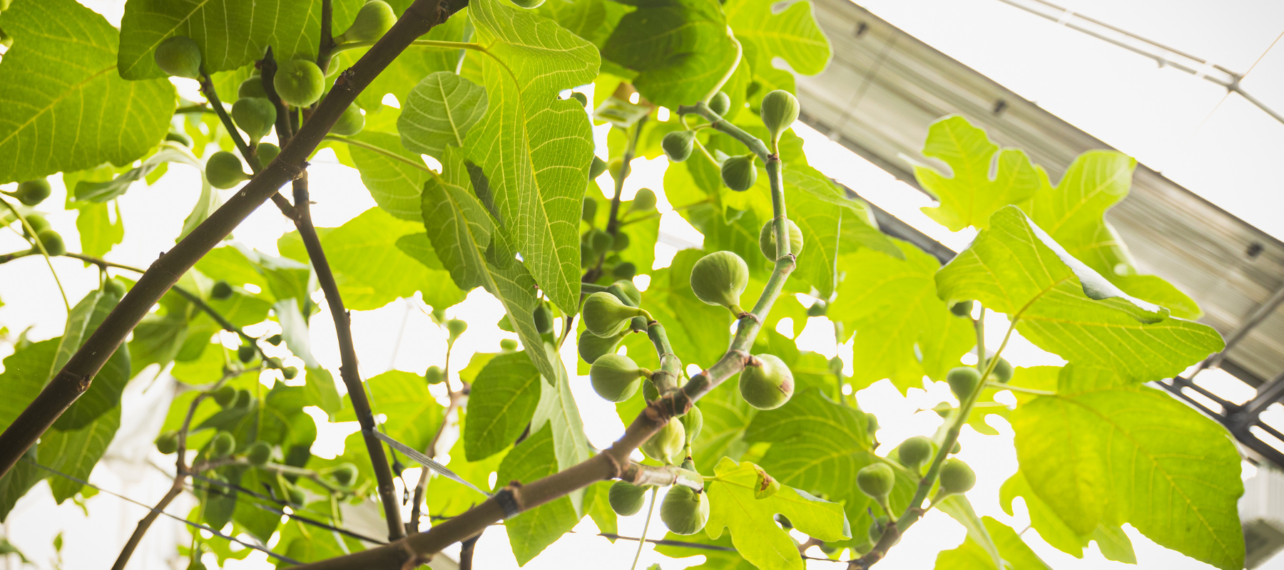 vue-contreplongee-figuiers-serre-abondance-figues-fraiches-biologiques-la-vallee-du-moulin-melbourne-quebec