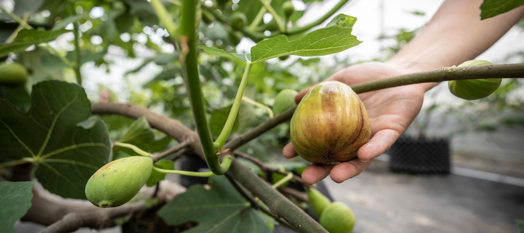 photo-variete-de-figues-fraiches-biologiques-attachées-a-un-figuier-main-tenant-la-figue-la-vallee-du-moulin-merbourne